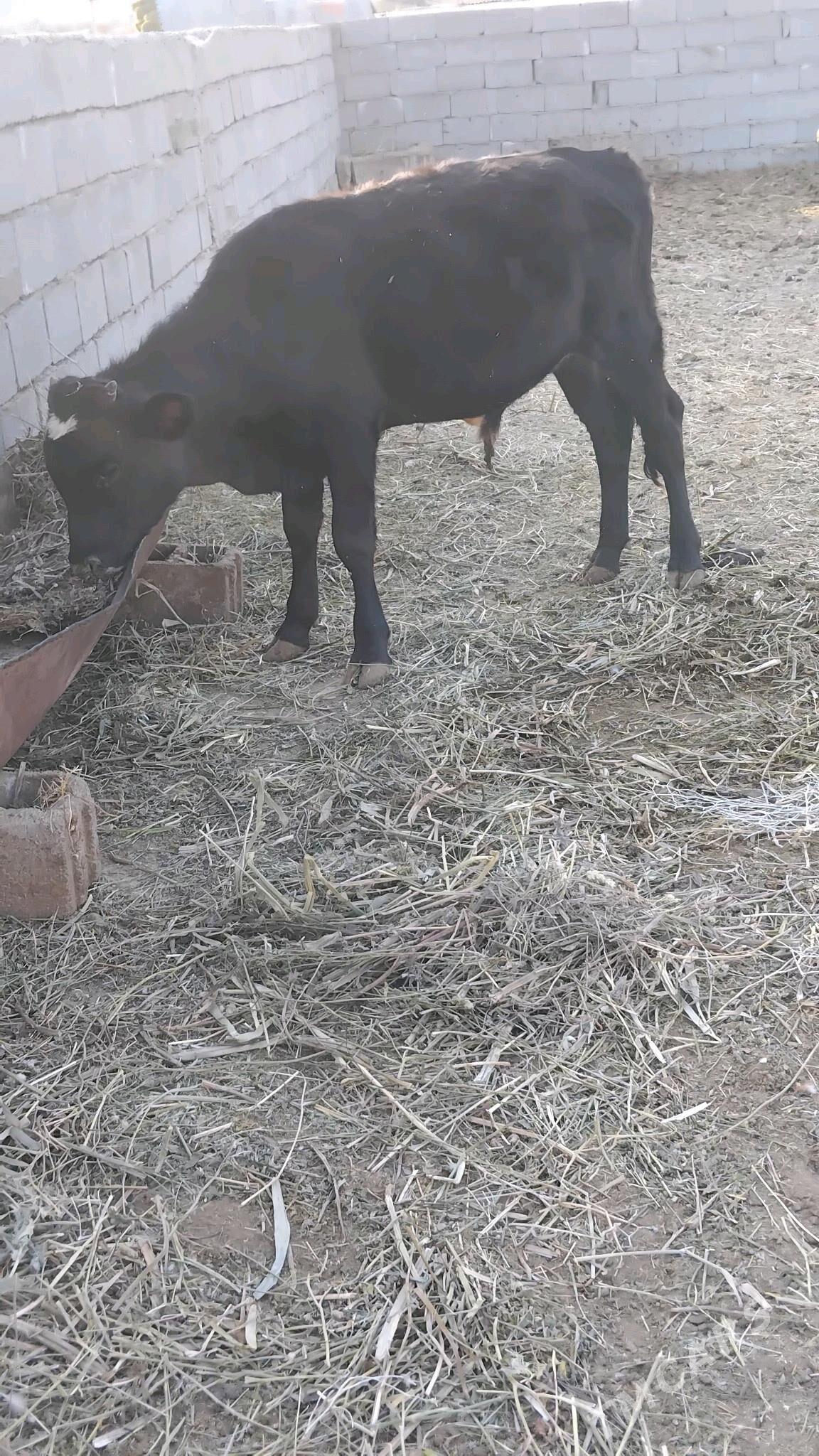 öküz - Bäherden - img 3