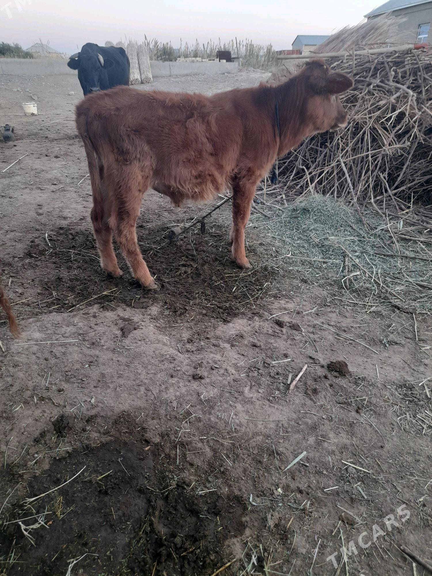 ökuzce - Mary - img 3