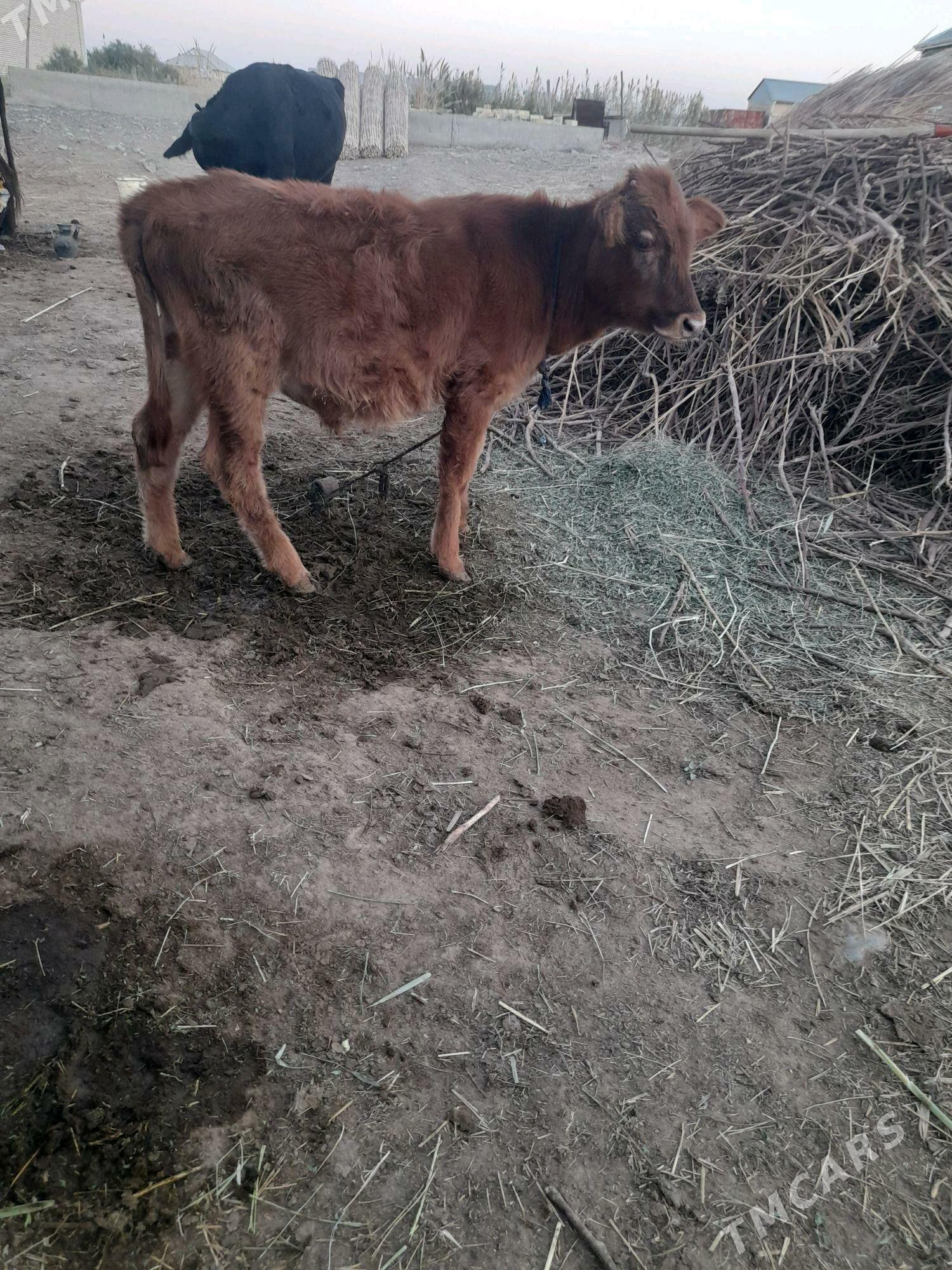 ökuzce - Mary - img 2