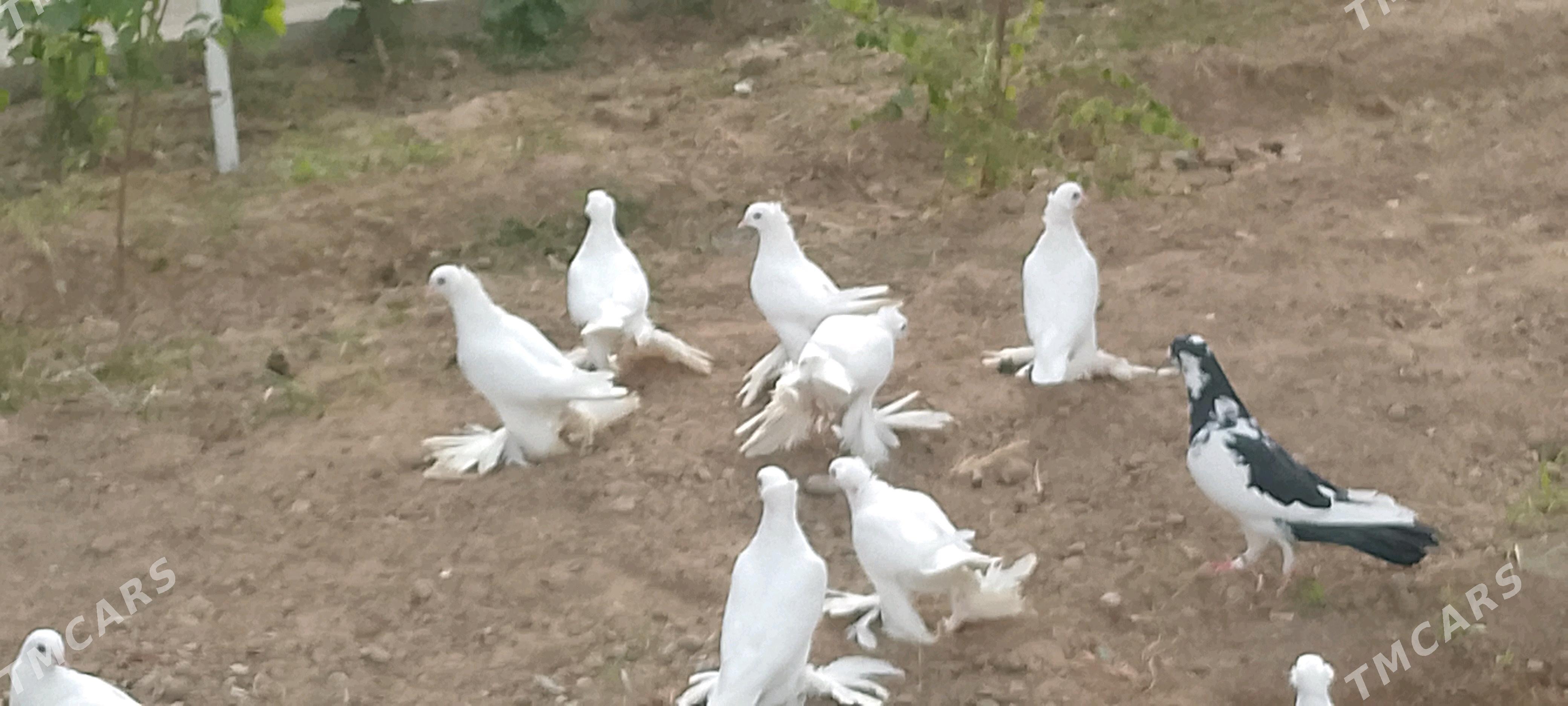 kepderi - Чоганлы - img 4