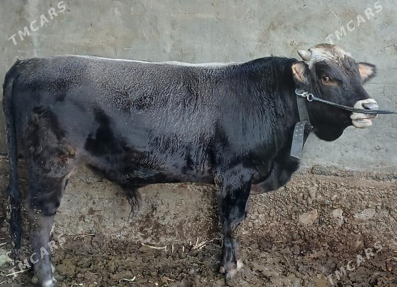 okuz - Бузмеин - img 3