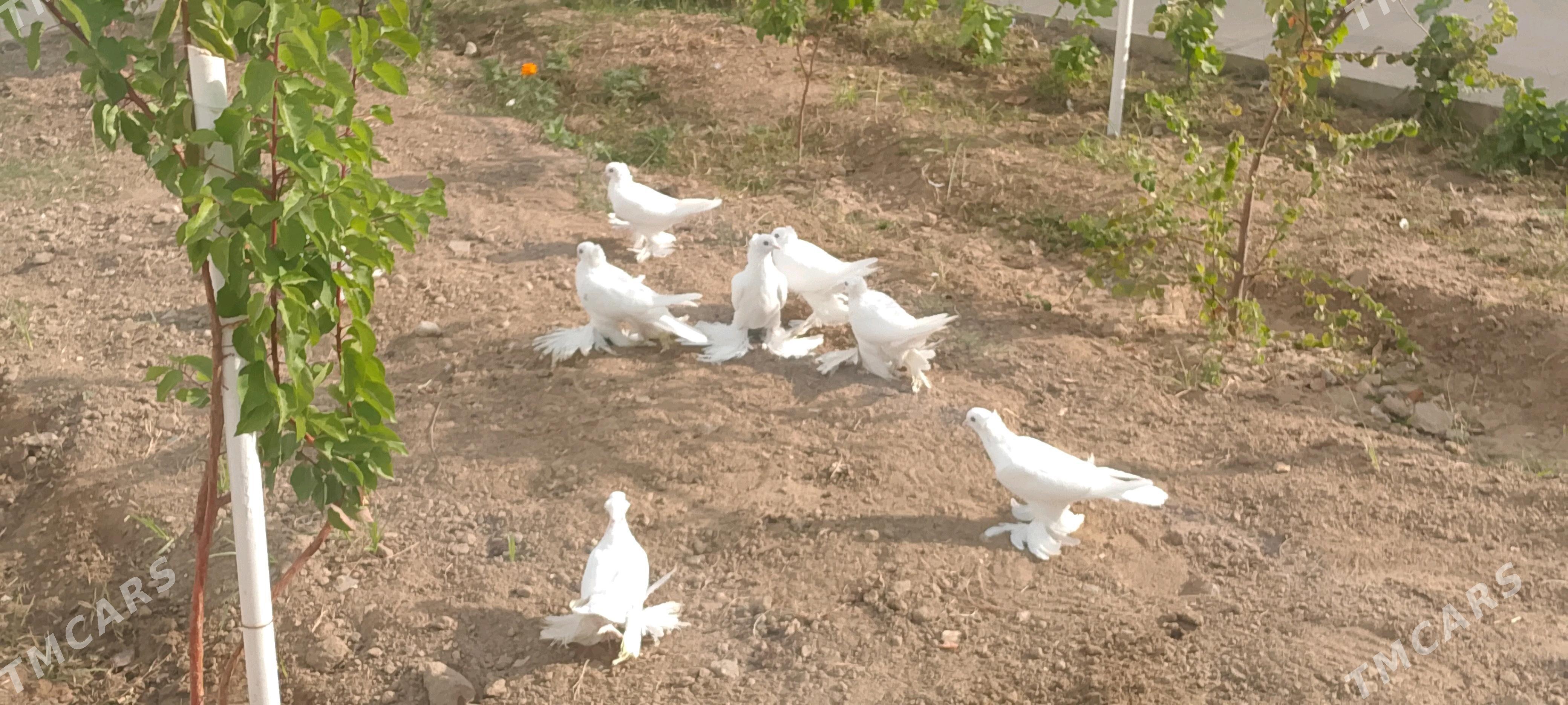 kepderi - Чоганлы - img 3