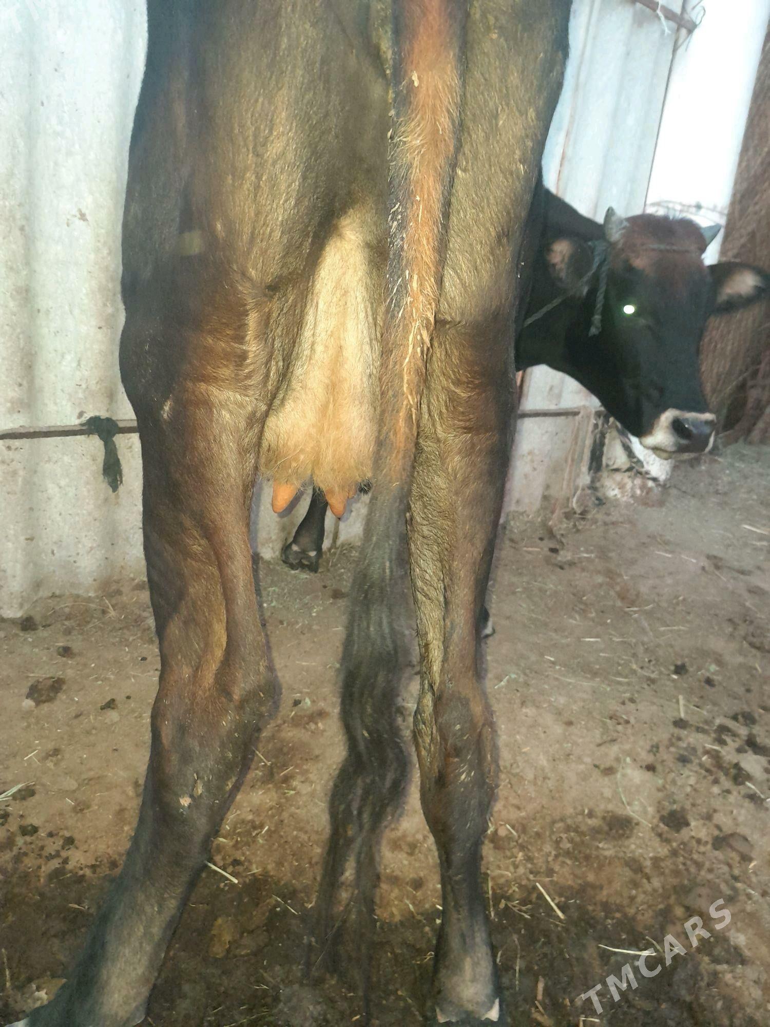 gysyr sagylyan - Мары - img 3