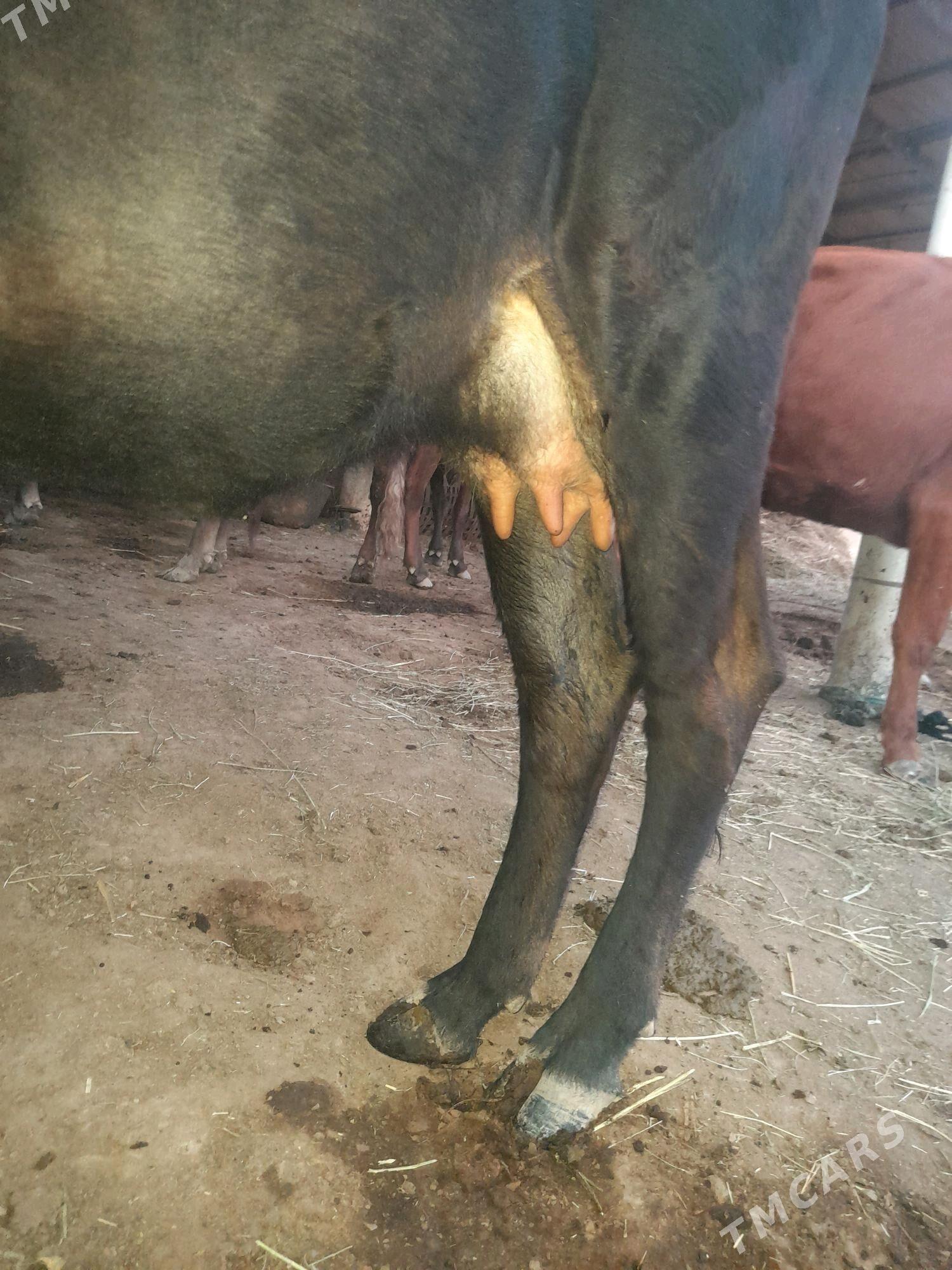 gysyr sagylyan - Мары - img 2