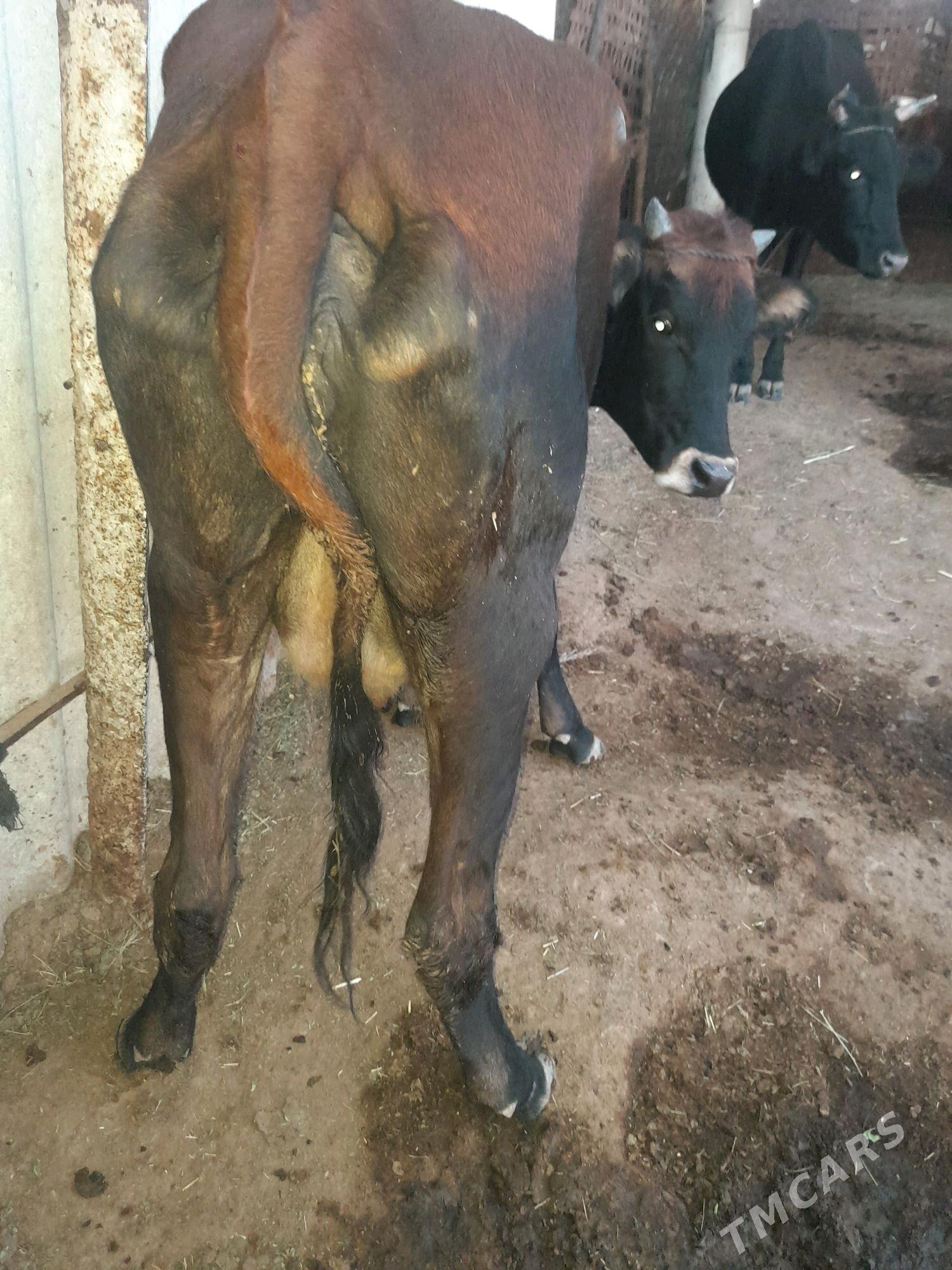 gysyr sagylyan - Мары - img 4