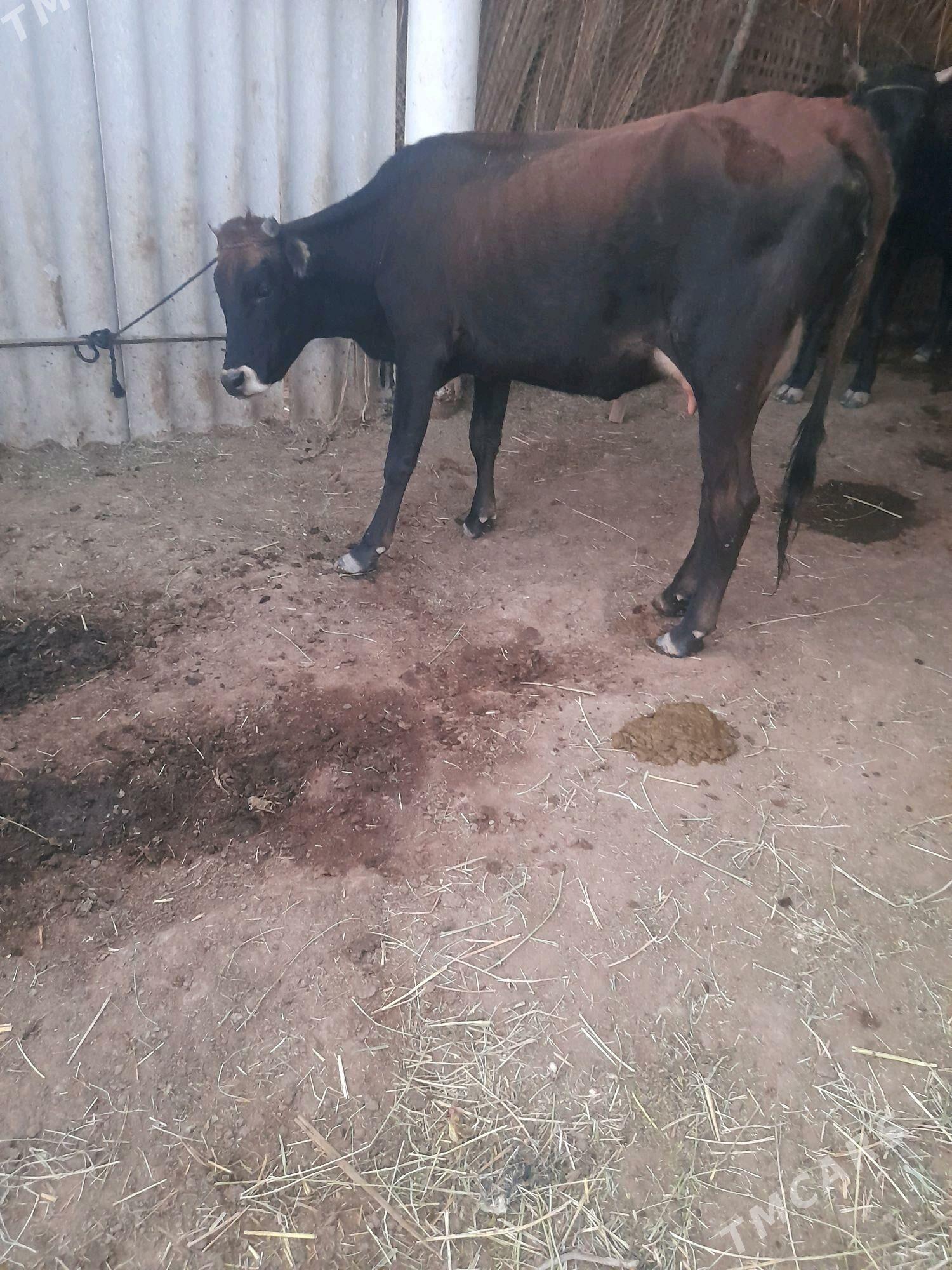 gysyr sagylyan - Мары - img 5