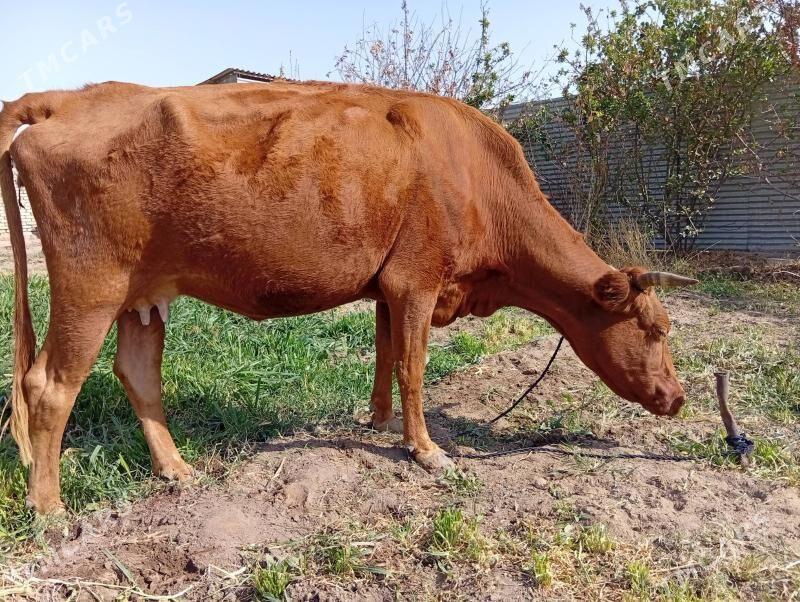 Sygyr - Mary - img 2