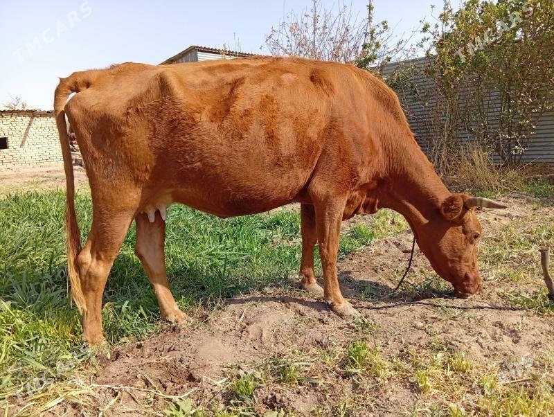 Sygyr - Mary - img 3