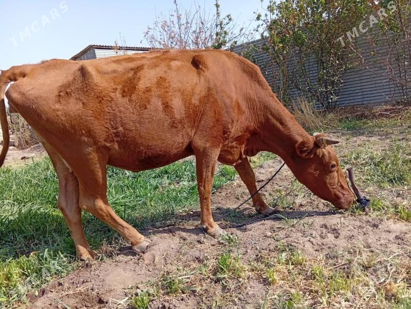 Sygyr - Mary - img 4