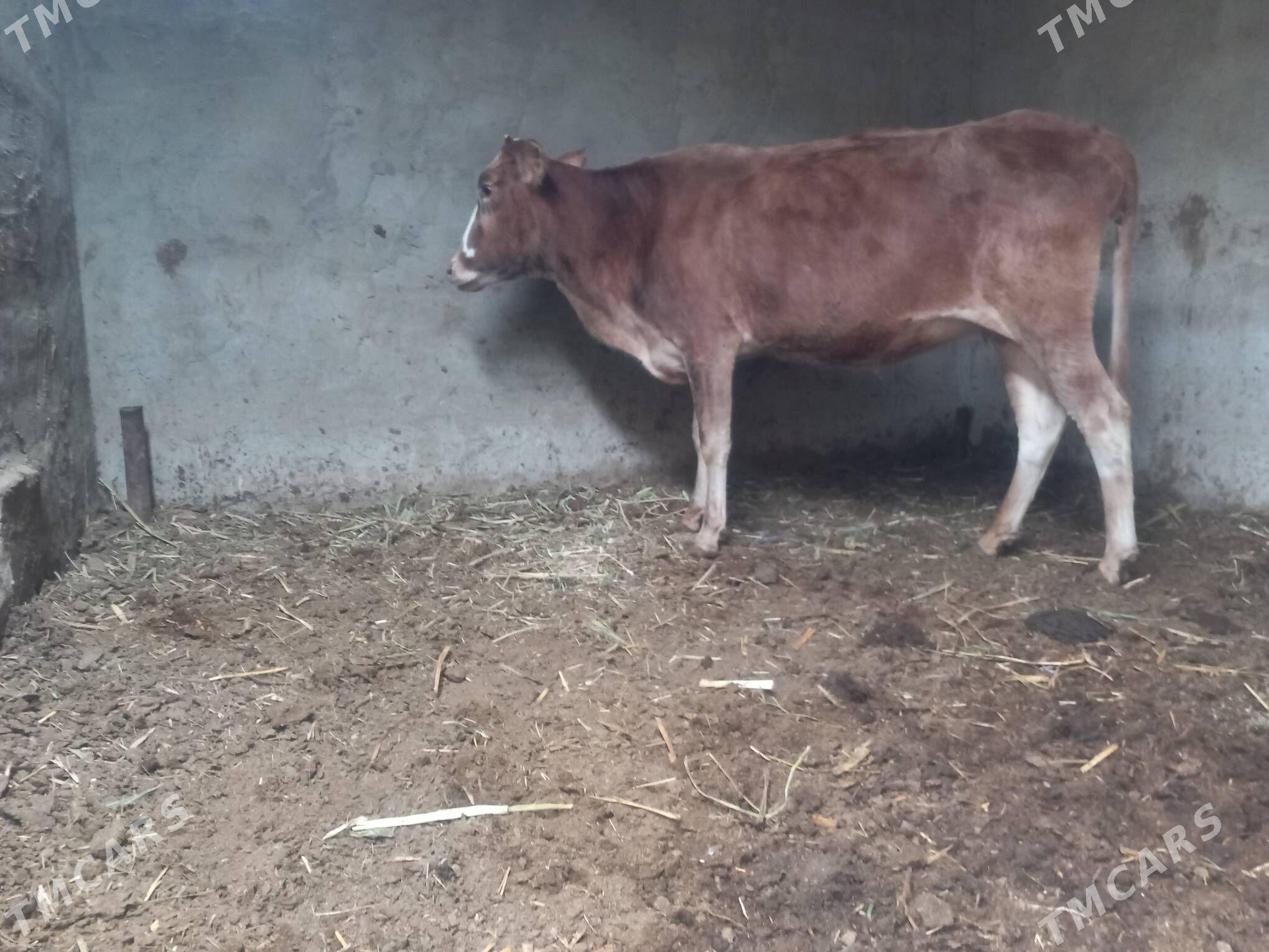 gysyr sygyr - Mary - img 3