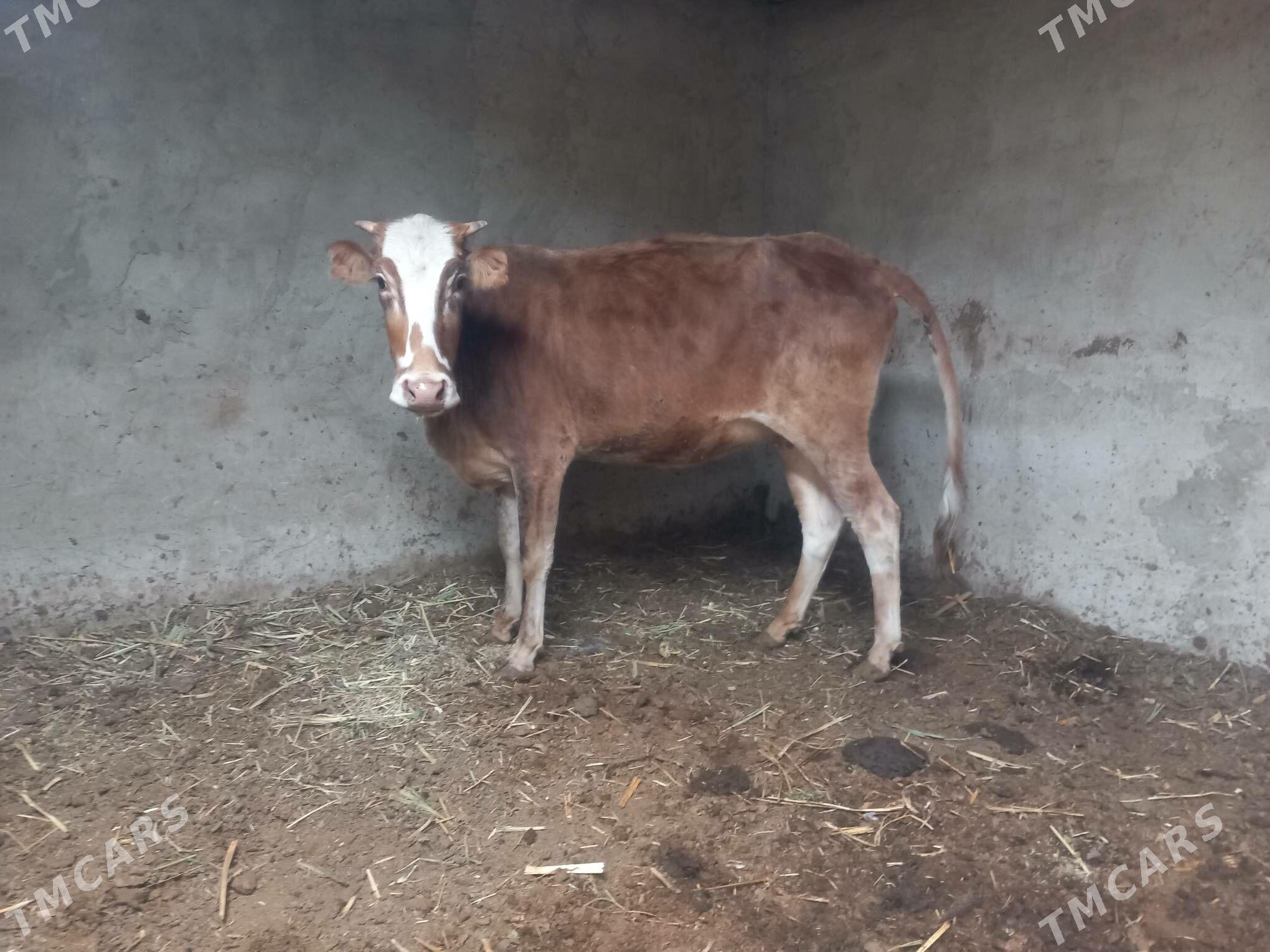 gysyr sygyr - Mary - img 4