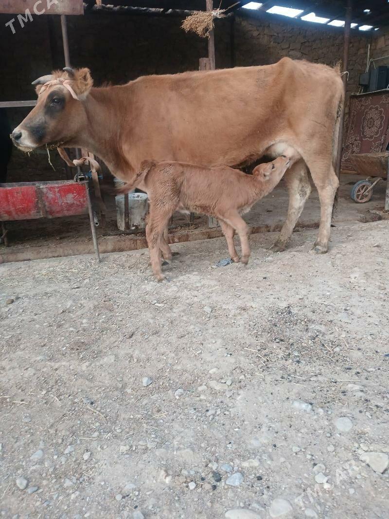 goleli sygyr - Gyzylarbat - img 3