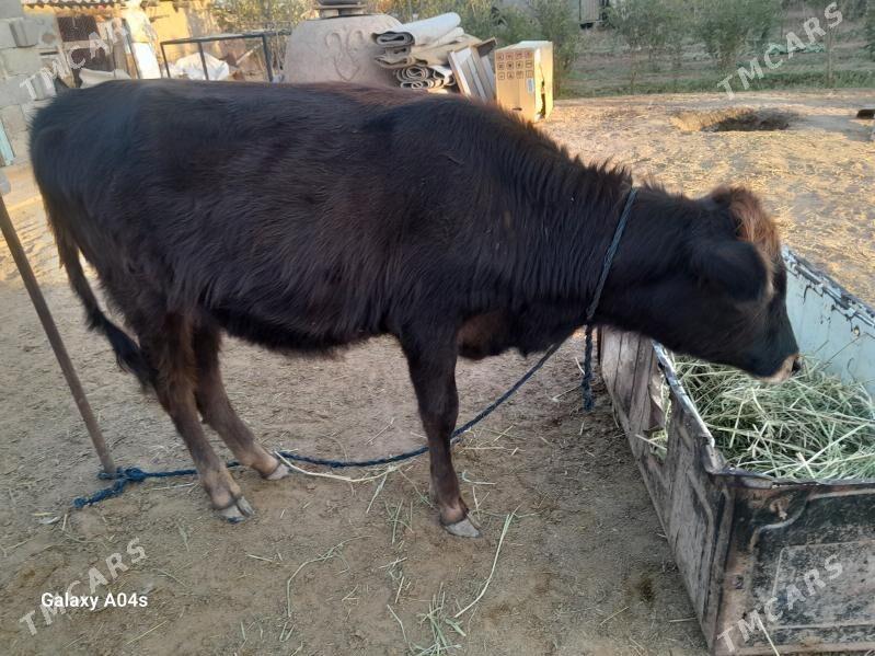 òkuz - Бабадайхан - img 2