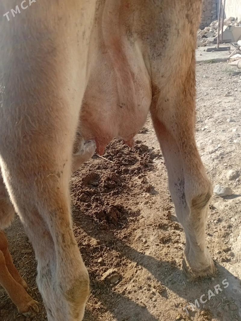 goleli sygyr - Gyzylarbat - img 2