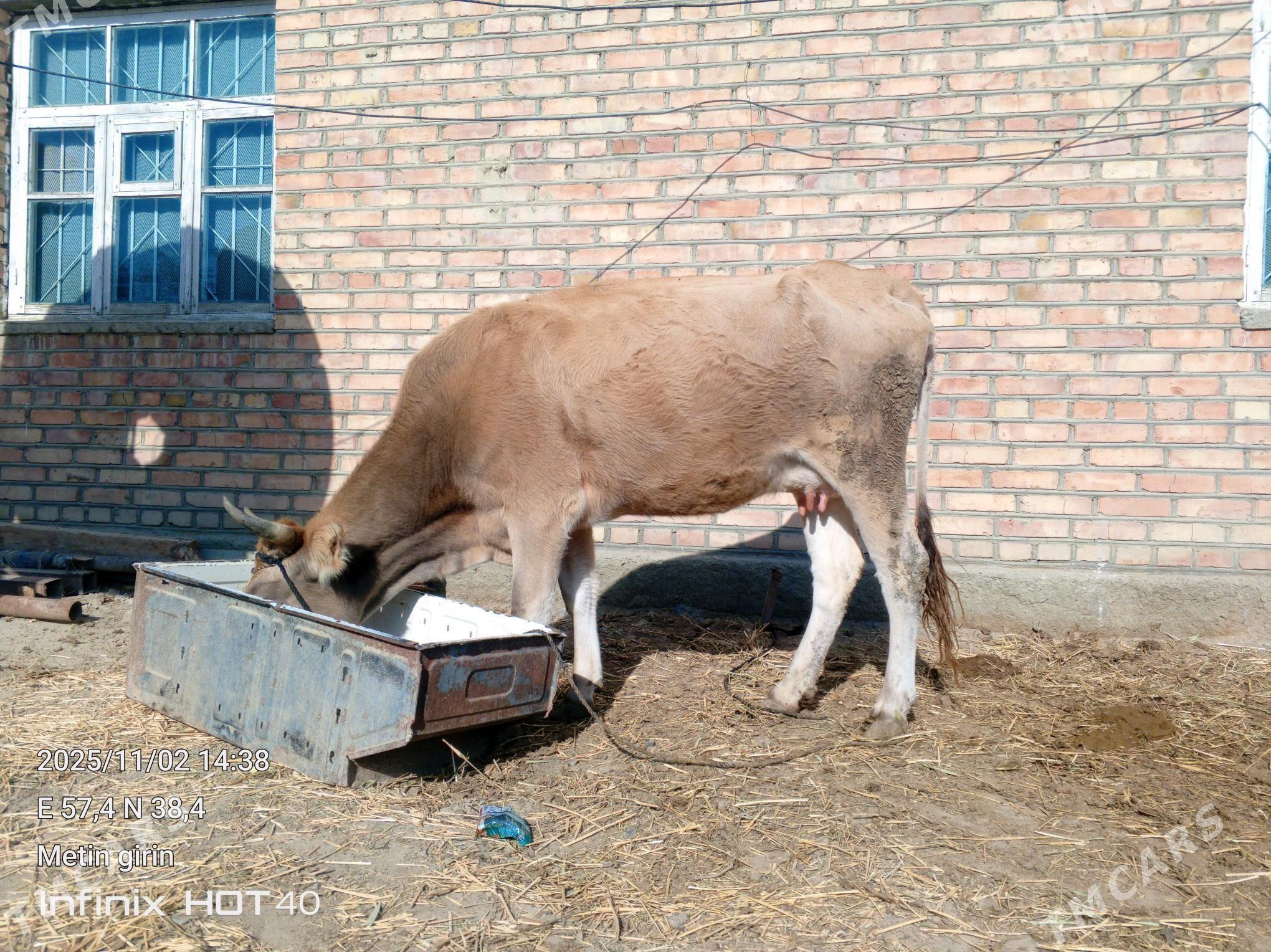 goleli sygyr - Bäherden - img 2