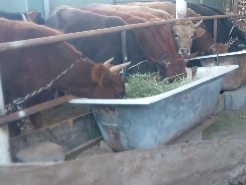 okizler - Бузмеин - img 5