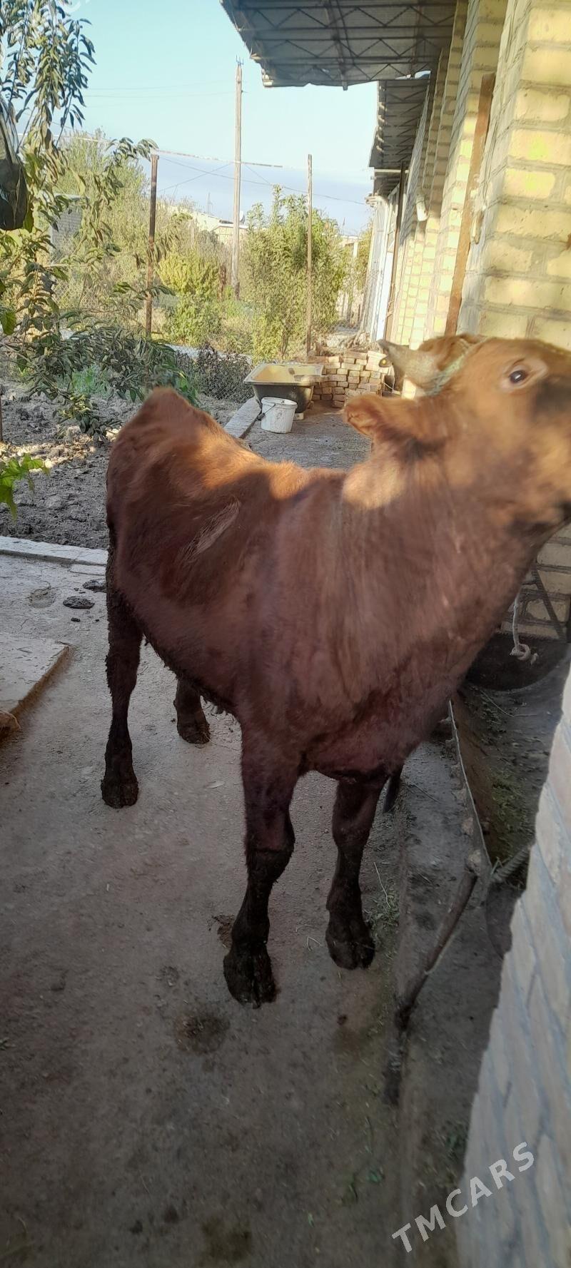 okuz - Туркменабат - img 2