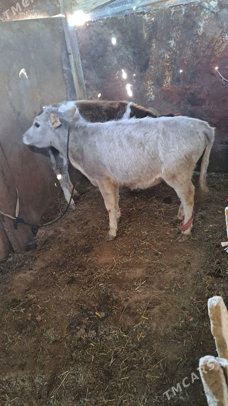 tohum tüwe - Гызыларбат - img 3