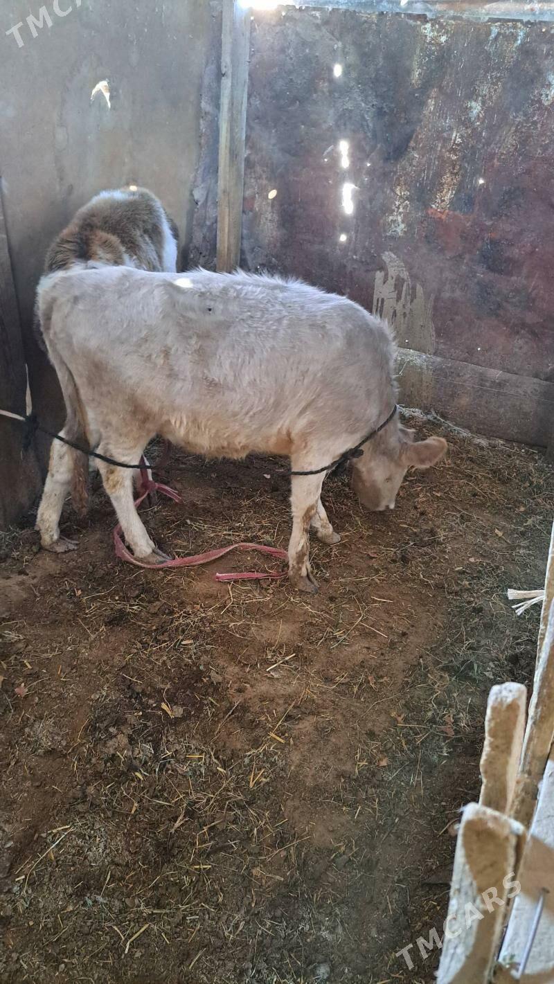 tohum tüwe - Гызыларбат - img 2