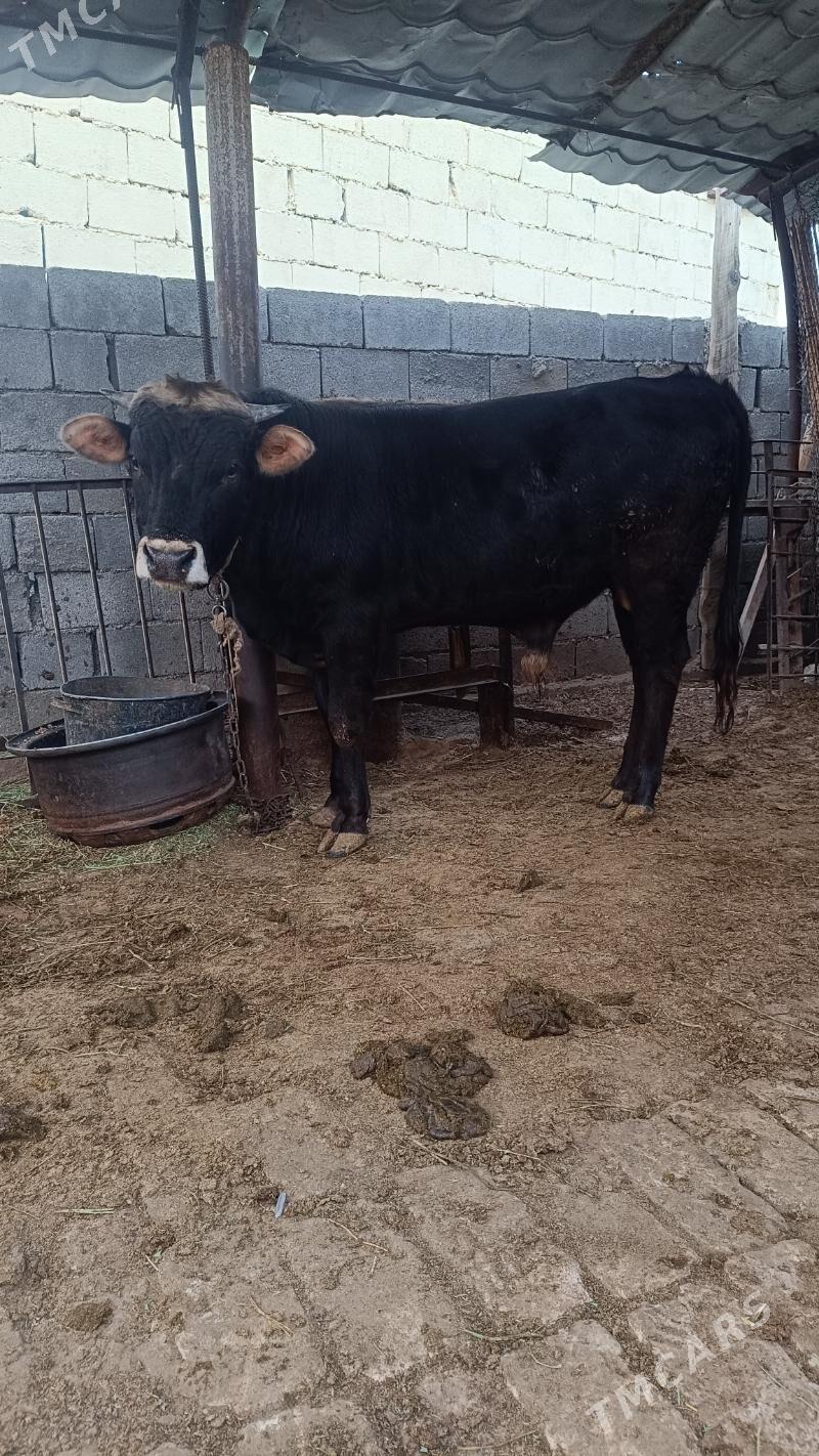 okuz - Чоганлы - img 2