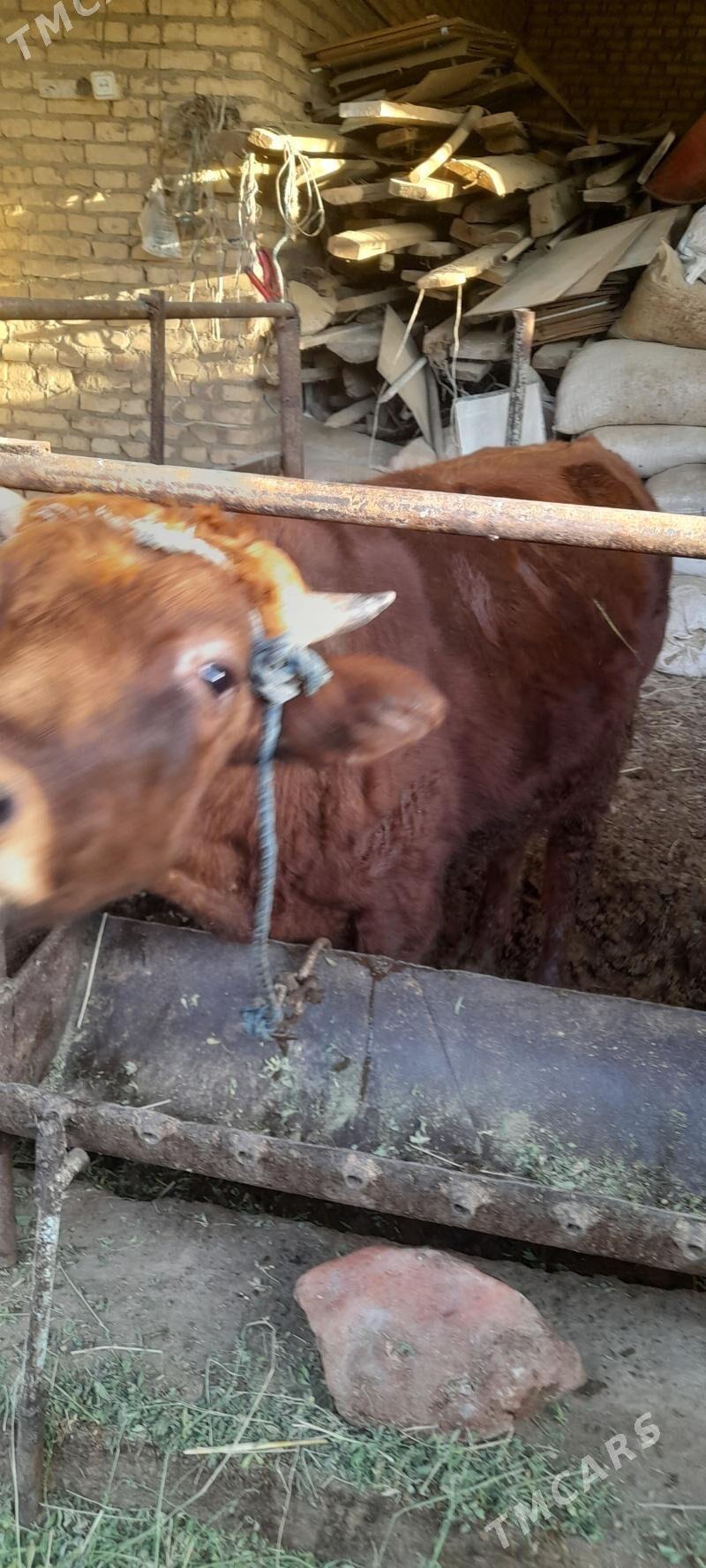 okuz - Туркменабат - img 3