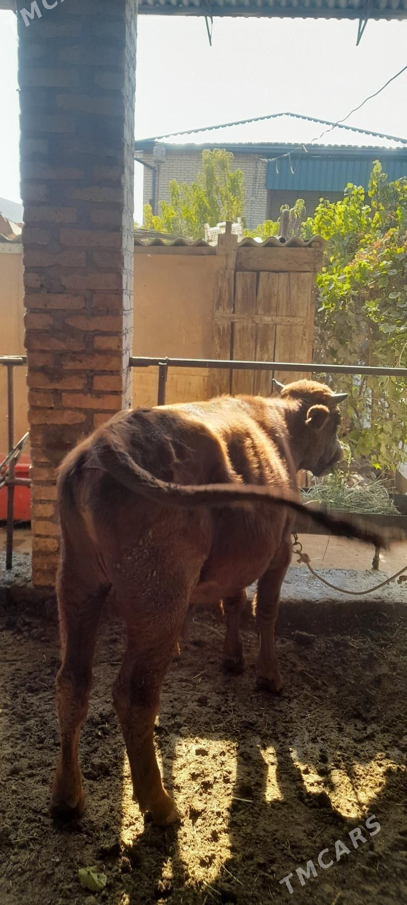 okuz - Туркменабат - img 4