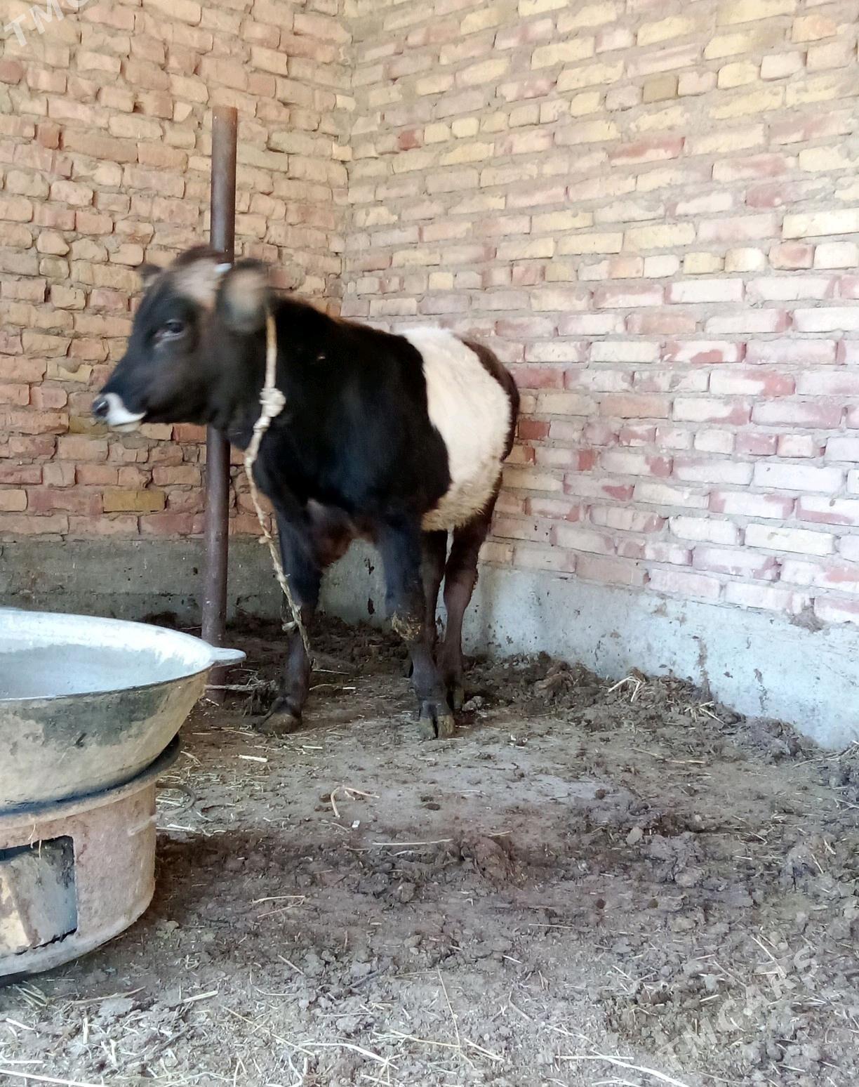 Tohum Öküz Gibrit 8 aýynda - Gökdepe - img 1