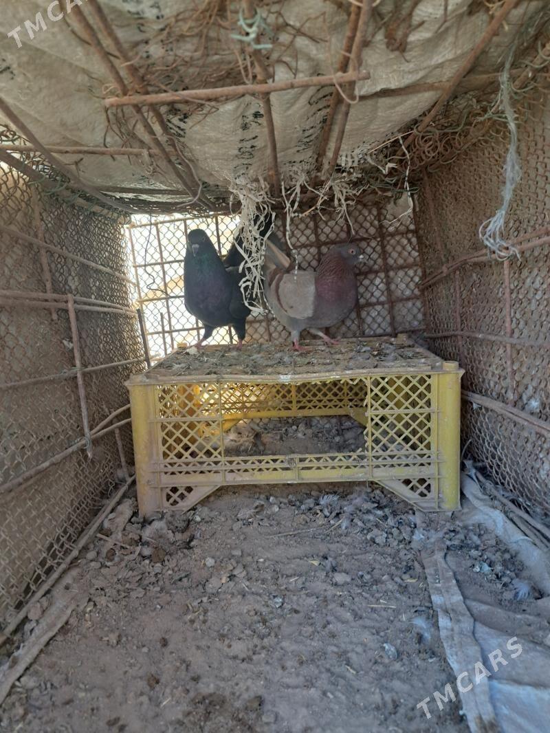 kepderi - Mary - img 3