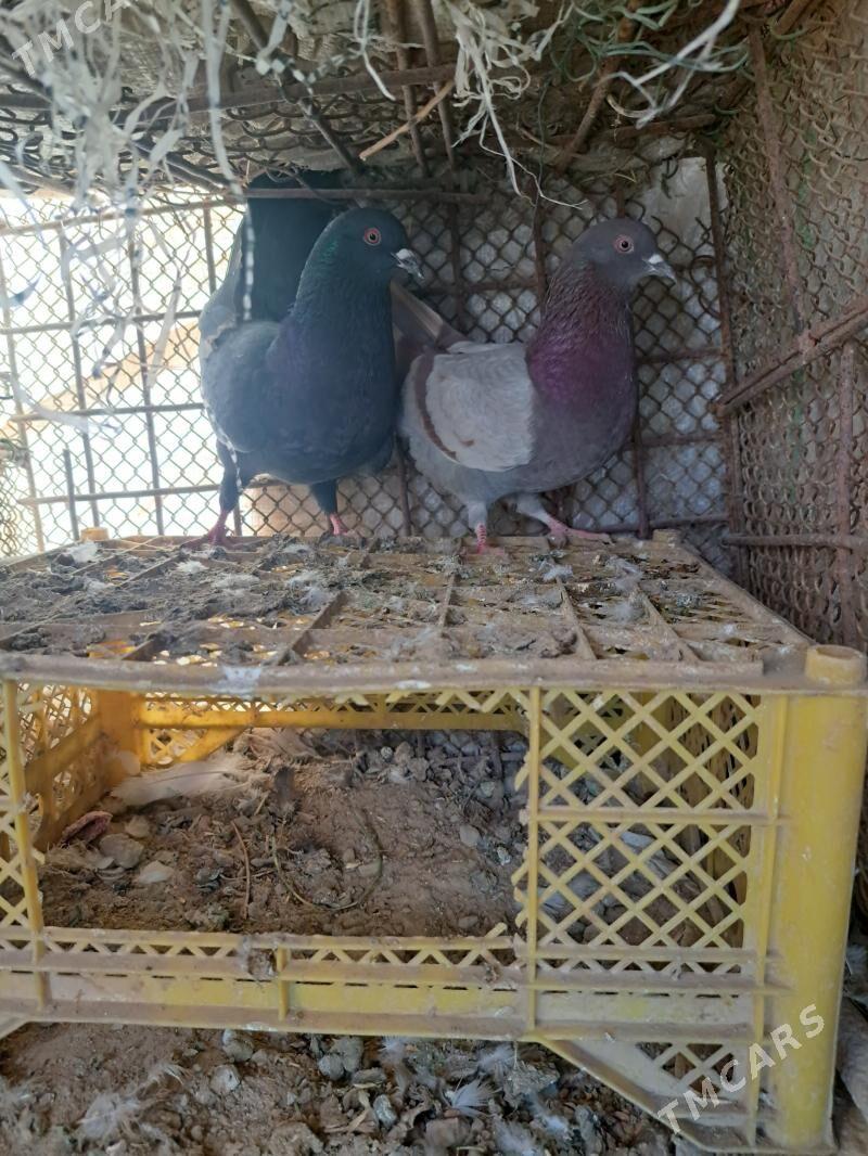 kepderi - Mary - img 2