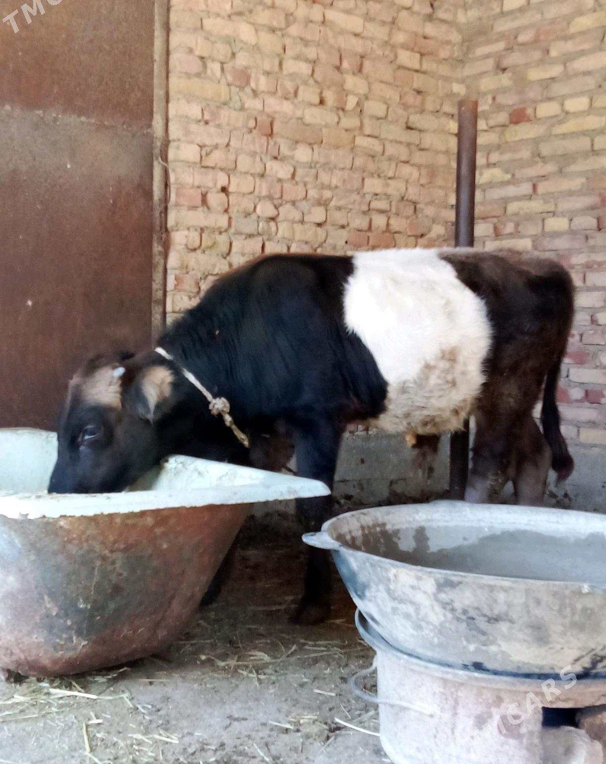 Tohum Öküz Gibrit 8 aýynda - Gökdepe - img 5