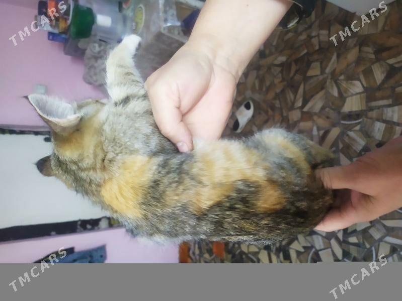 котята - Türkmenabat - img 2