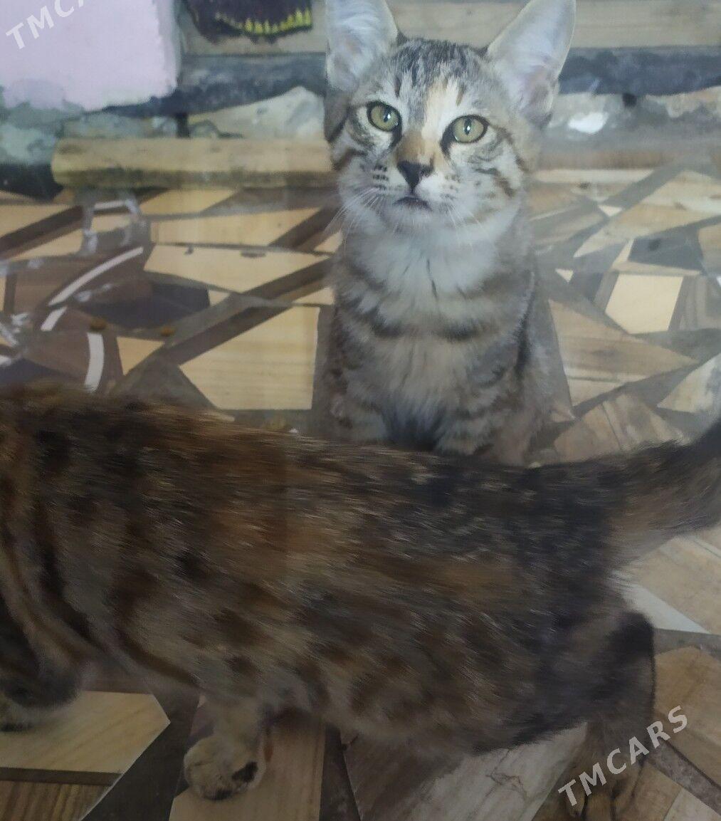 котята - Türkmenabat - img 3