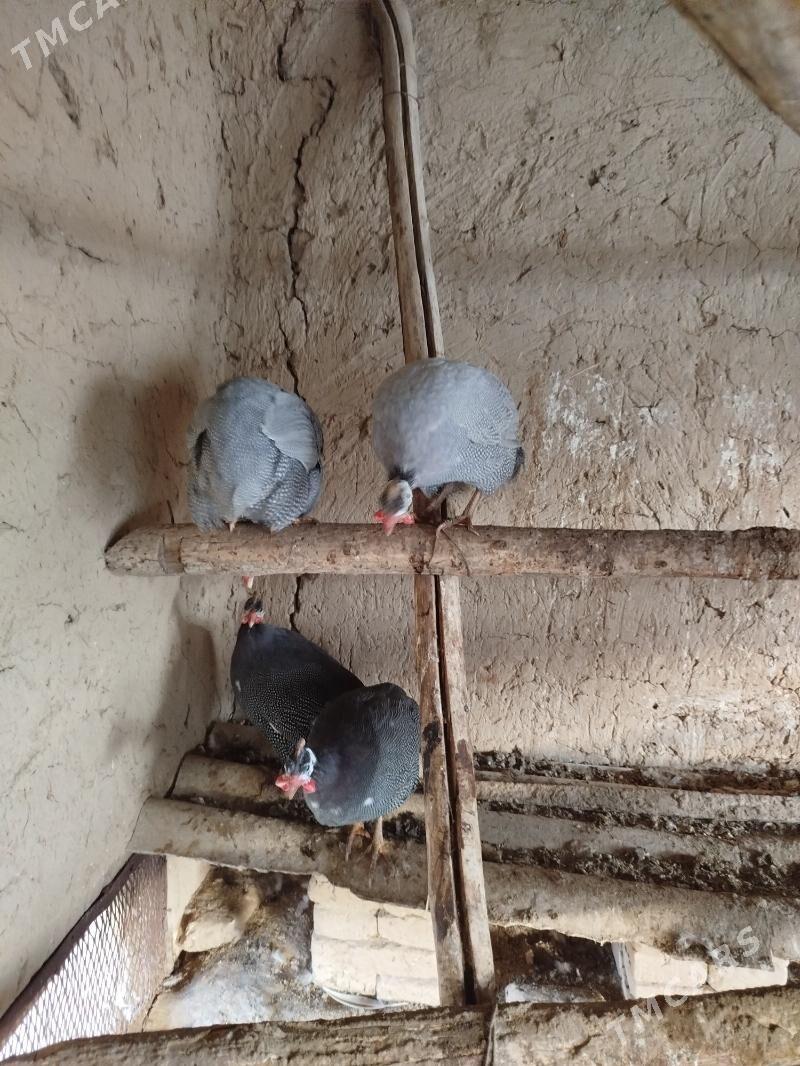 Kakilik - Murgap - img 4