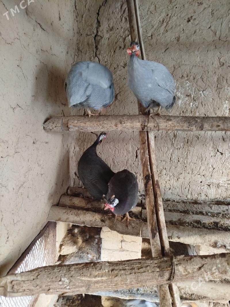 Kakilik - Murgap - img 2