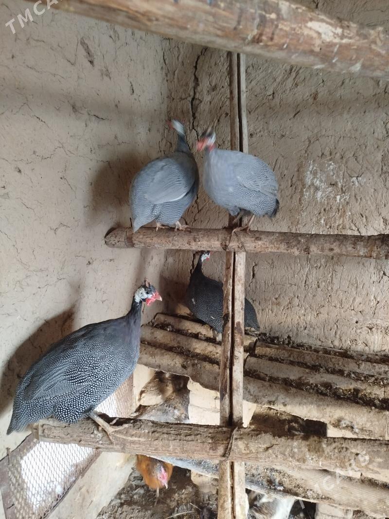 Kakilik - Murgap - img 1