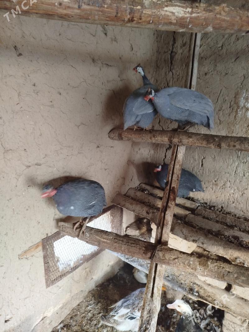 Kakilik - Murgap - img 3