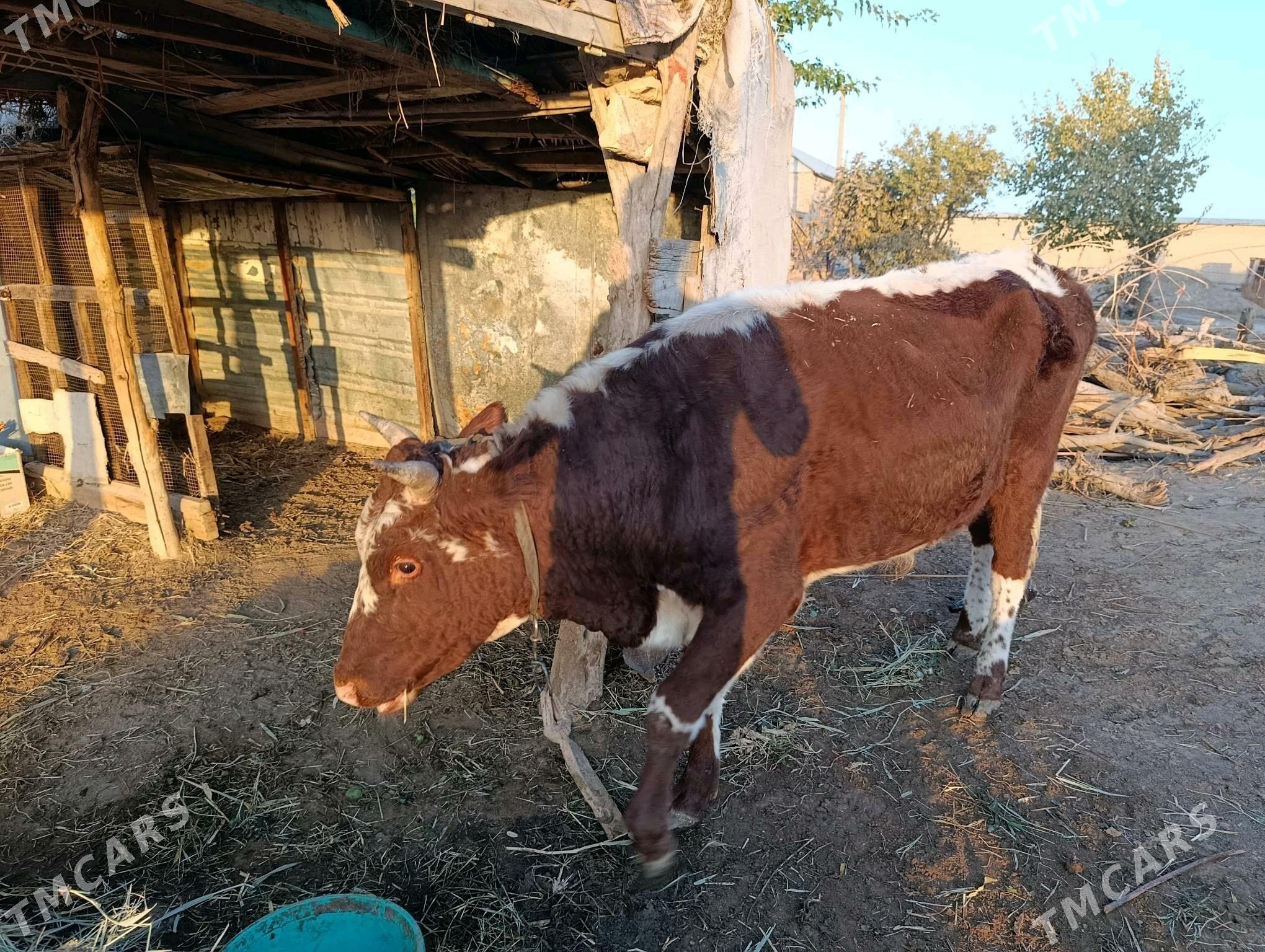 iki yasap gelyan okuz - Векильбазар - img 3