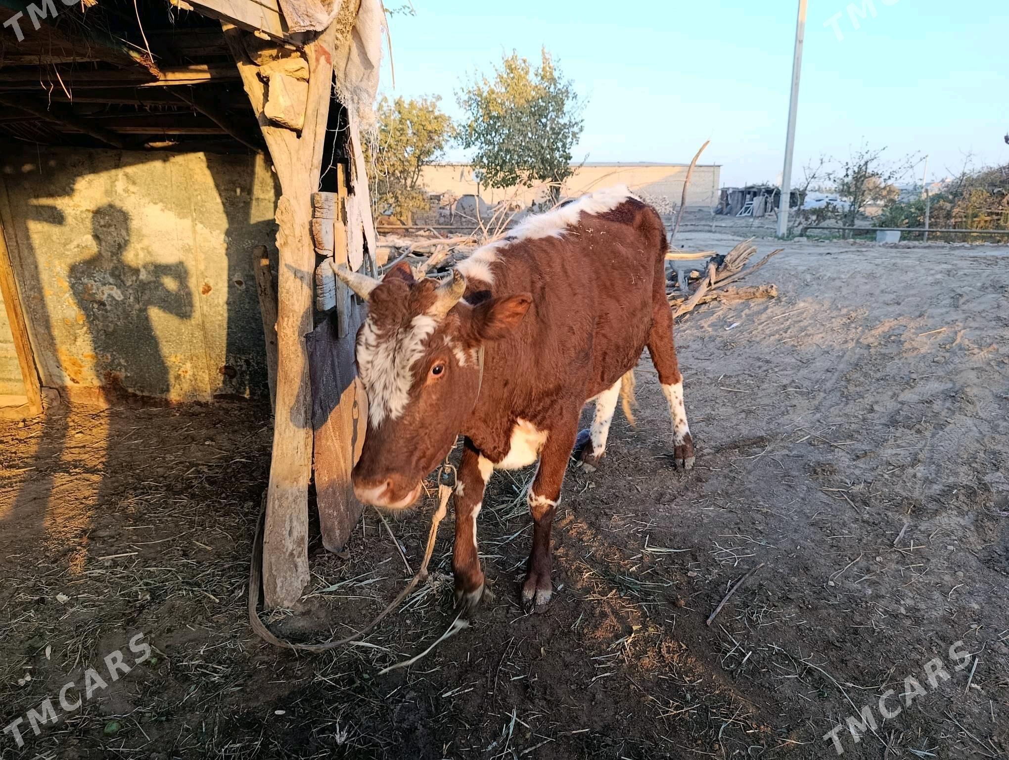 iki yasap gelyan okuz - Векильбазар - img 4