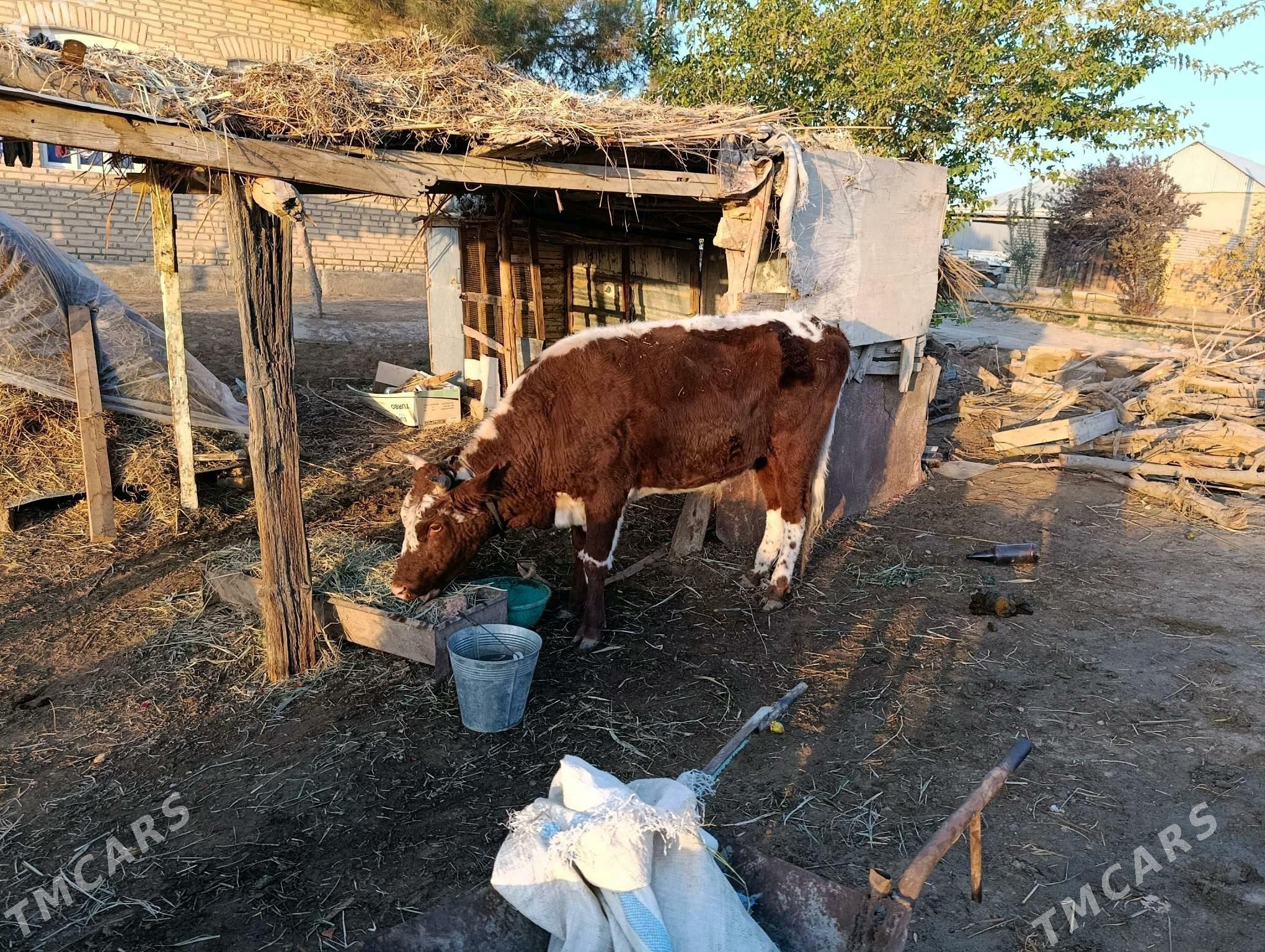 iki yasap gelyan okuz - Векильбазар - img 6