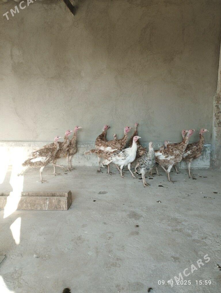 induk - Теджен - img 6