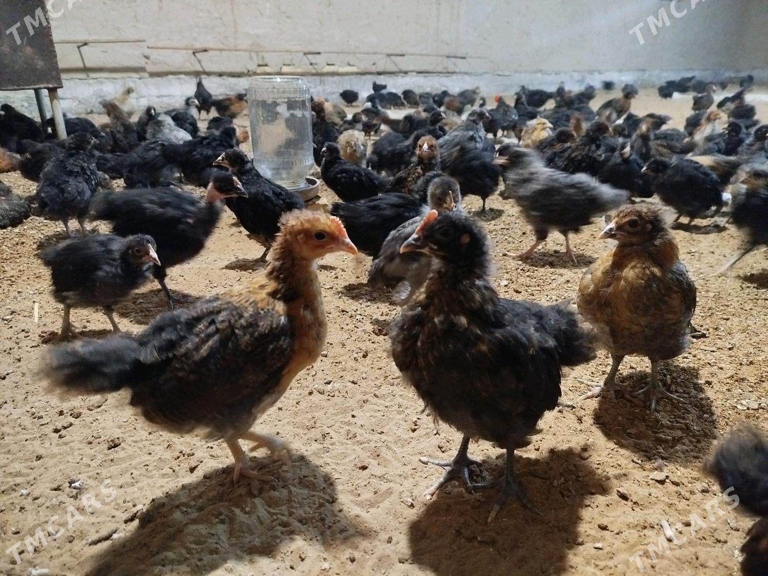 Towuk jüýje - Мургап - img 2