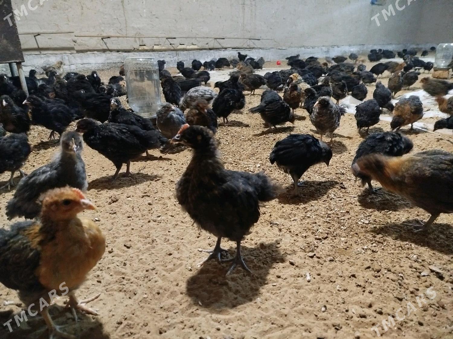 Towuk jüýje - Мургап - img 3