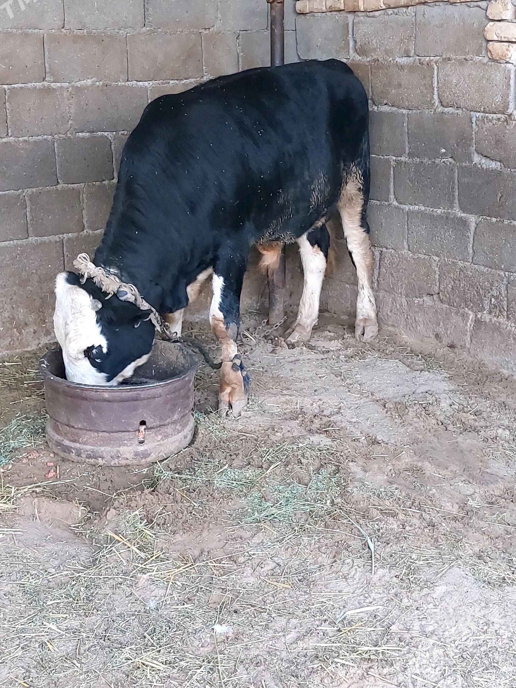 Öküz - Гёкдепе - img 4