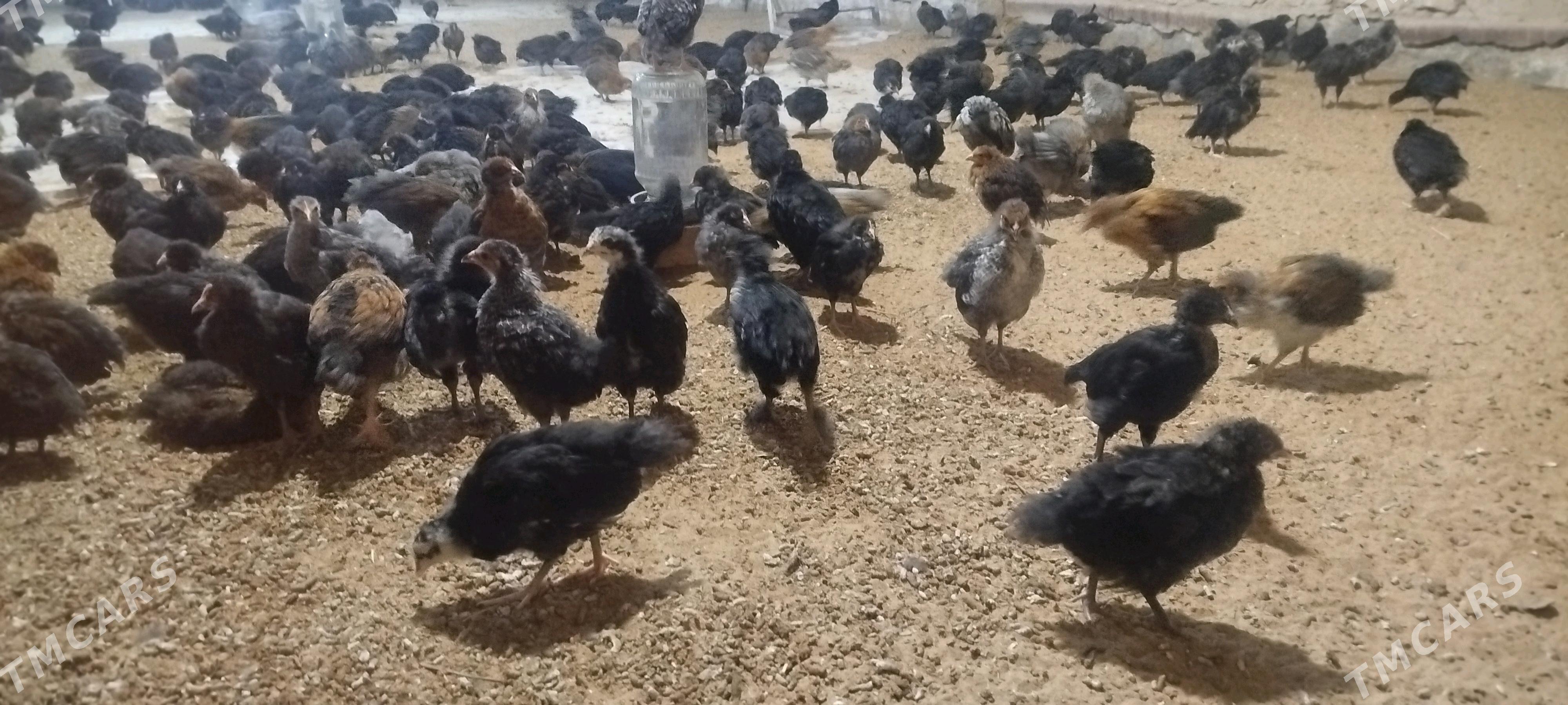 Towuk jüýje - Мургап - img 4