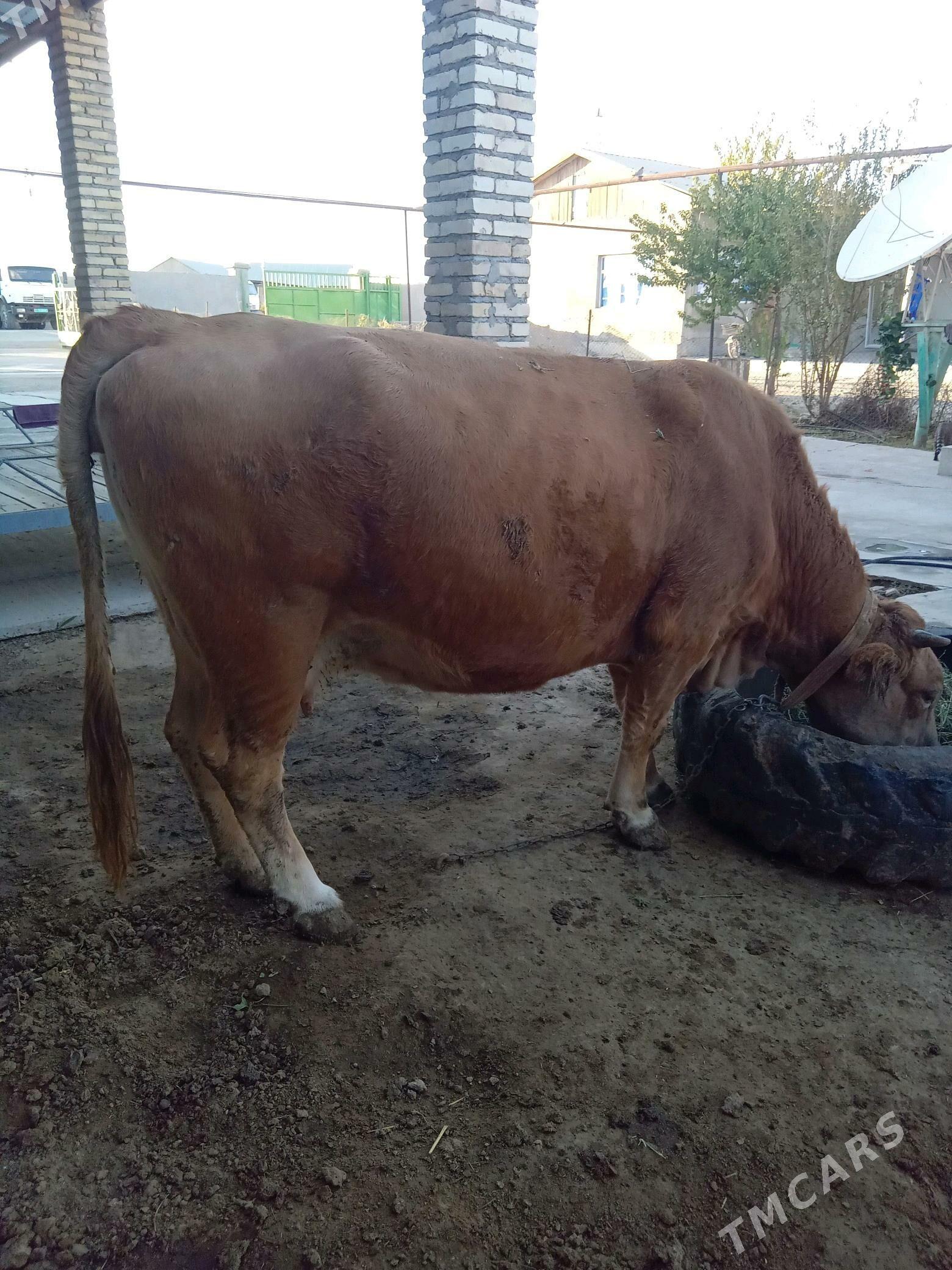 Бакылан Сыгыр - Ýaşlyk - img 2