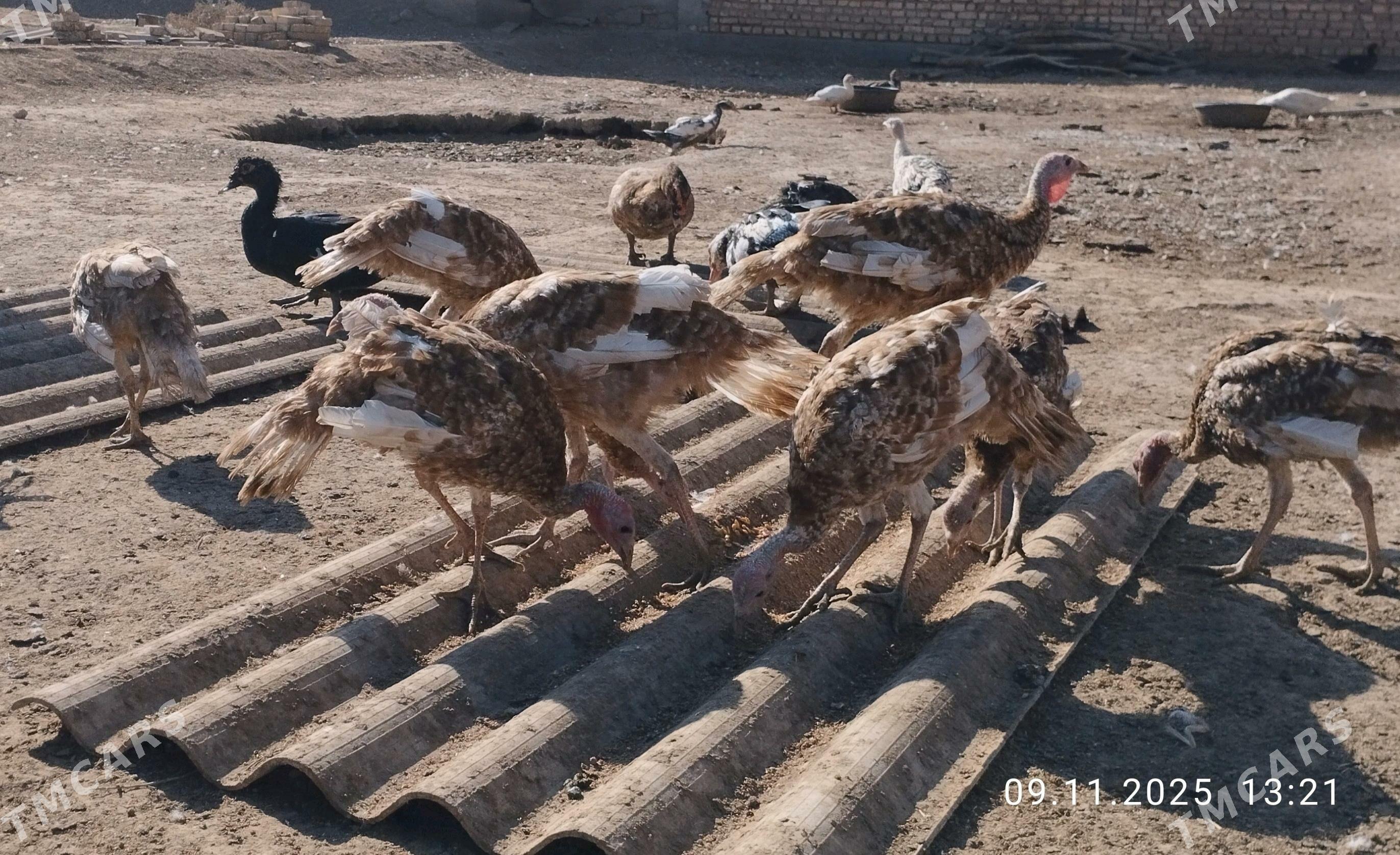 induk - Теджен - img 7