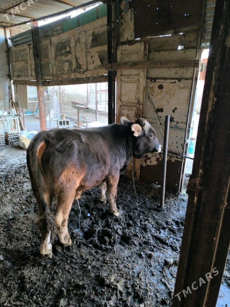 Ökuz - Гёкдепе - img 4