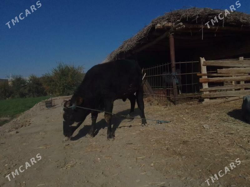 baklyk okuz - Дянев - img 2