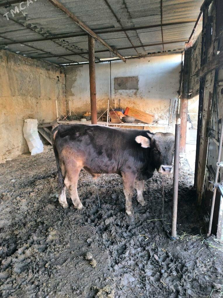 Ökuz - Гёкдепе - img 3