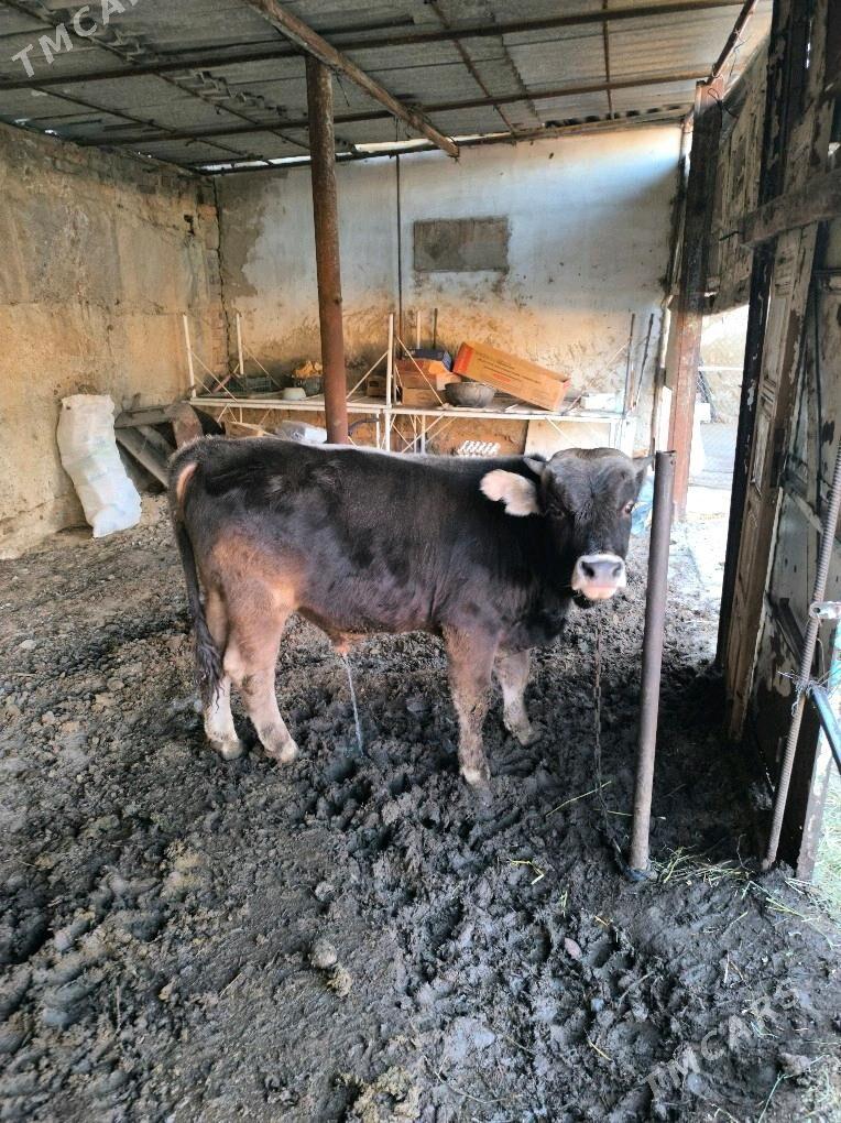 Ökuz - Гёкдепе - img 2